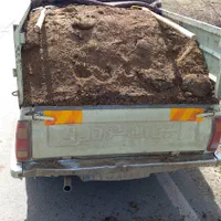 کودگوسفندی خالص پیکان وانت