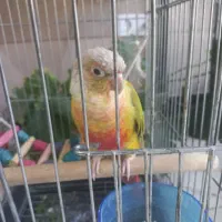 گرینچیک ماده|پرنده|کهریزک, |دیوار