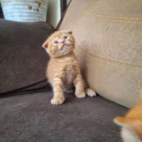 بچه گربه نژاد اسکاتیش