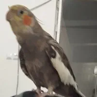 گمشده عروس هلندی