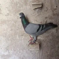 کبوتر|پرنده|شیراز, زند|دیوار
