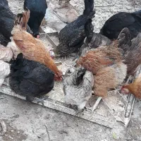 مرغ محلی|حیوانات مزرعه|اهرم, |دیوار