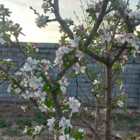 فروش باغ۱۷۰۰ متری  معاوضه با خودرو