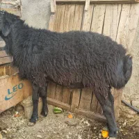 قوچ|حیوانات مزرعه|محمدشهر, زیبادشت|دیوار