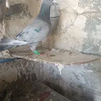 نر سبز|پرنده|کازرون, |دیوار