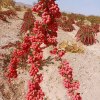 نهال زرشک وعناب از کشاورز|خدمات باغبانی و درختکاری|بیرجند, |دیوار