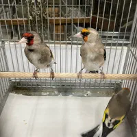 ۳عدد۲رگ قرص بخون