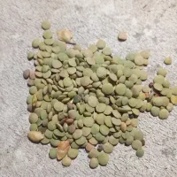 عدس تازه امسال
