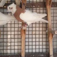 طوق زرد نر طوق سیاه نر طوق شازده ماده