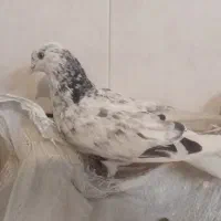 کبوتر مفلق پرشی پشدار نشوندار گرفتنی|پرنده|خمینیشهر, |دیوار