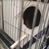 عروس هلندی|پرنده|پاکدشت, پاکدشت (مامازند)|دیوار