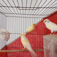 قناری ماده|پرنده|قم, شهرک امام حسن|دیوار