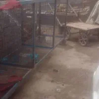 پرکن خونگیر قفس|فروشگاه و مغازه|حمیدیه, |دیوار