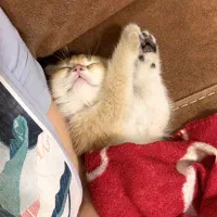 بچه گربه اسکاتیش گلد واکسن خورده و شناسنامه داره|گربه|تهران, سعادت‌آباد|دیوار