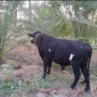 نرگاو معامله با ماده گاو