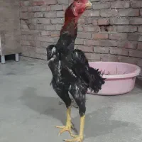 مرغ وخروس لاری