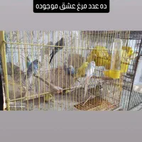 فروش پرندگان زینتی