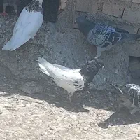 سه تا رنگی