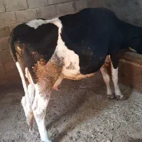 گاو و گوساله|حیوانات مزرعه|پاتاوه, |دیوار