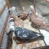 کفترپلاکی|پرنده|شیراز, حومه شیراز|دیوار