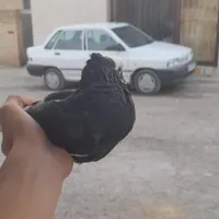 کبوتر|پرنده|کرمانشاه, |دیوار