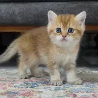 گربه نژادبریتیش گلد اسکاتیش