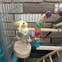 عروس هلندی جفت|پرنده|محمدیه-قزوین, |دیوار