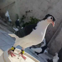 درود بر عشق بازن اندیمشک توضیحات بخانید