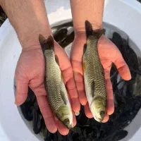 آمورو کپور|ماهی|مشگین شهر, |دیوار