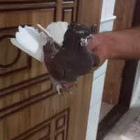 نرسرخ
