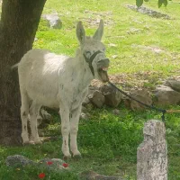 خر .