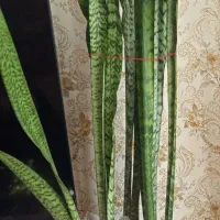 گل سانسوریا