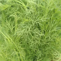 سبزی رامهرمز