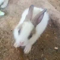 خرگوش|موش و خرگوش|سنندج, |دیوار