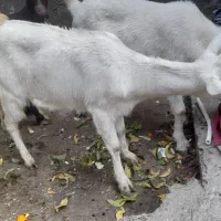 بز های سانن الپاین ماده|حیوانات مزرعه|خسروشاه, |دیوار