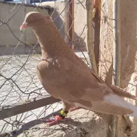 نر و ماده زرد دم سفید وسار دم سفید درجه یک|پرنده|بیرجند, |دیوار