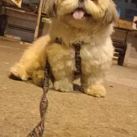 شیتزو فلت عروسکی نر 2ساله|سگ|آستانه اشرفیه, |دیوار