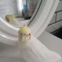 عروس هلندی سخنگو