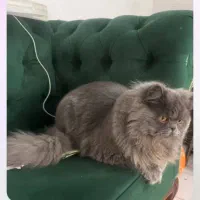 گربه پرشین به نام پدی سالم سلا مت