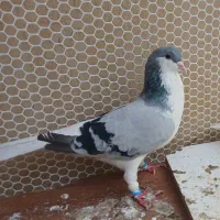 کبوتر