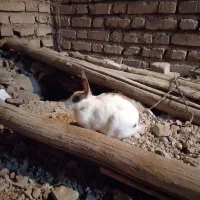 دو تا خرگوش جوان ماده|موش و خرگوش|زرقان, |دیوار