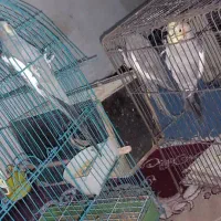 عروس پاریس مولد