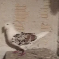 فروش یک جفت بینظر