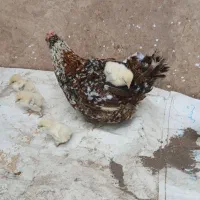 مرغ وجوجه