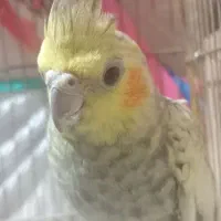 طوطی عروس هلندی ماده طوطی عروس گلباقالی نر