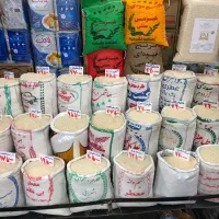 برنج‌ هاشمی مازندران‌ با کالا برگ کیلویی ۱۹۵