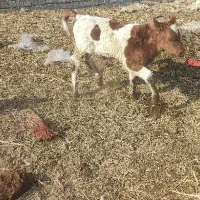 گاو سیمنتال شکم دوم|حیوانات مزرعه|هشترود, |دیوار