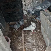 چن جفت پلاکی