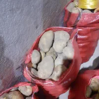 فروش سیب زمینی خوراکی