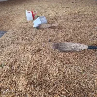 گلدن طلایی انگوری|خوردنی و آشامیدنی|تهران, بازار|دیوار